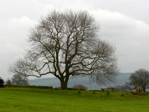 "Somehow, we have come to think the whole purpose of the economy is to grow, yet growth is not a goal or purpose. The pursuit of endless growth is suicidal." ~ David Suzuki