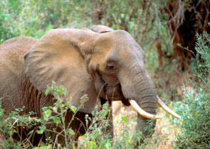 Is the elephant doomed by insatiable need and greed?