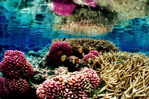 Are we willing to give up fossil fuels to ensure live coral?
