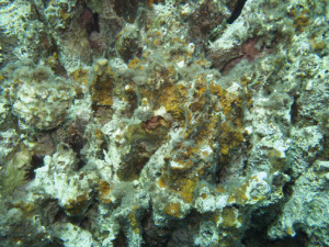 Or do we want only dead corals?