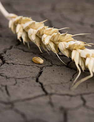 "The overriding threats in this century are climate change, population growth, spreading water shortages, rising food prices, and politically failing states. " -Lester R. Brown