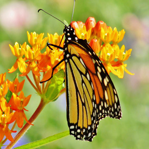 What can you do to help? Plant Milkweed and Don’t Use Roundup! 